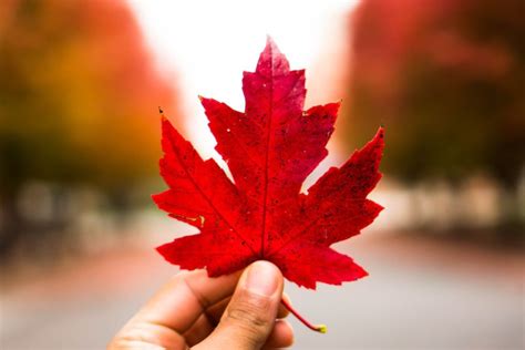 Why is the maple leaf a symbol?
